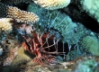 Hawaiian Turkeyfish, Nohu Pinao - Endemic