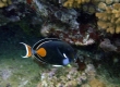 Achilles Tang, Pakuikui