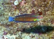 Ornate Wrasse, 'Ohua