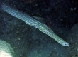 Trumpetfish, Nunu