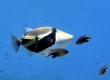 Humuhumunukunukaua'a, Reef Triggerfish