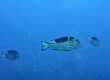 Mu, Bigeye Emperor