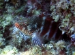 Redbarred Hawkfish, Pilikoa