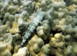 Twospot Lizardfish, Ulae