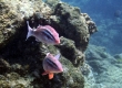 Kumu, Whitesaddle Goatfish - Endemic