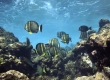 Whitespotted Surgeonfish, 'Api