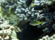 Brighteye Damselfish