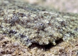 Flowery Flounder, Pakii