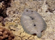 Flowery Flounder, Pakii