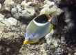 Kipakapu, Saddleback Butterflyfish