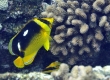 Fourspot Butterflyfish, Lauhau