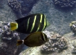 Sailfin Tang, Maneoneo