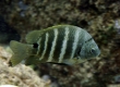 Blackspot Chromis, Kupipi