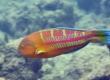 Christmas Wrasse, 'Awela