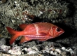 Tahitian Squirrlfish, Bluestripe Squirrelfish, Alaihi