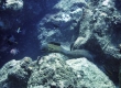 Puhi paka, Yellowmargin Moray