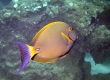 Palani, Eyestripe Surgeonfish, Whitespine Surgeonfish