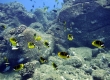 Kipakapu, Raccoon Butterflyfish