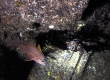 Iridescent Cardinalfish, Upapalu