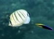 Kipukapu - Endemic, Multiband Butterflyfish, Pebbled Butterflyfish