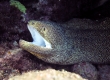 Puhi onio, Whitemouth Moray