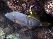 Barred Filefish, Oili