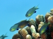 Blackfin Chromis