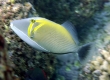 Humuhumu Lei, Lei Triggerfish