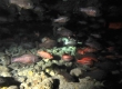 Bandfin Cardinalfish, Upapalu