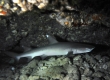 Whitetip Reef Shark, Mano Lalakea