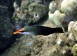 Bird Wrasse, Hinalea 'i'iwi