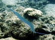 Cornetfish, Nunupeke