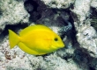 Orangeband Surgeonfish, Na'ena'e