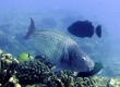 Redlip Parrotfish, Palukaluka