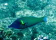 Bird Wrasse, Hinalea 'i'iwi