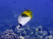 Kipukapu, Threadfin Butterflyfish