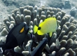 Lauwiliwili - Endemic, Lemon Butterflyfish, Milletseed Butterflyfish