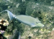 Kala, Bluespine Unicornfish