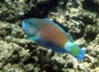 Uhu, Bullethead Parrotfish