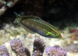 Ornate Wrasse, 'Ohua