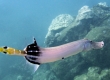 Trumpetfish, Nunu