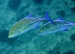 Omilu, Bluefin Trevally