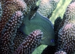 Blue-Eye Damselfish