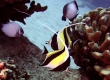 Moorish Idol, Kihikihi