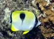 Kipakapu, Teardrop Butterflyfish