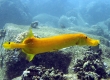 Trumpetfish, Nunu