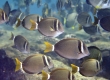 Whitebar Surgeonfish, Maikoiko