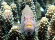 Arc-Eye Hawkfish, Pilikoa