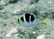 Mu, Bigeye Emperor