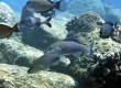 Moanakea, Blue Goatfish